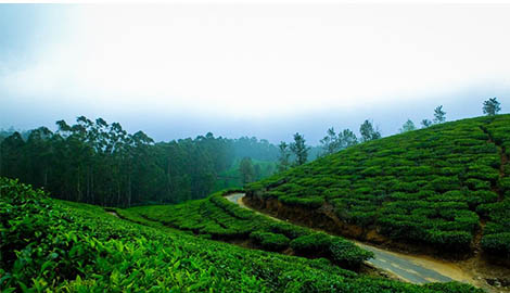 munnar