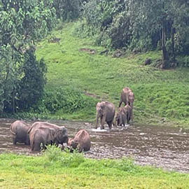 tekkady